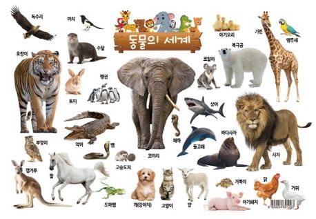 동물의세계 이미지