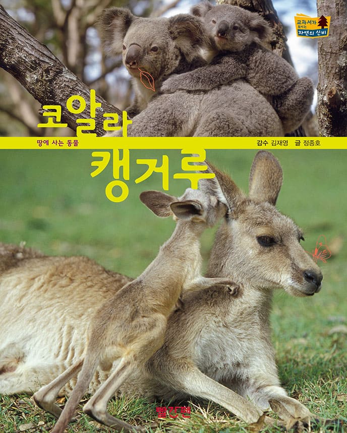 코알라·캥거루 이미지