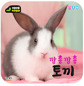 깡총깡총 토끼 이미지