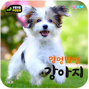 멍멍멍멍 강아지 이미지