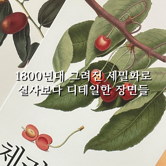 바바 클래식 낱말카드1 - 동물, 식물, 곤충, 과일 카드뉴스 2